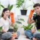 The Indoor Plant Care