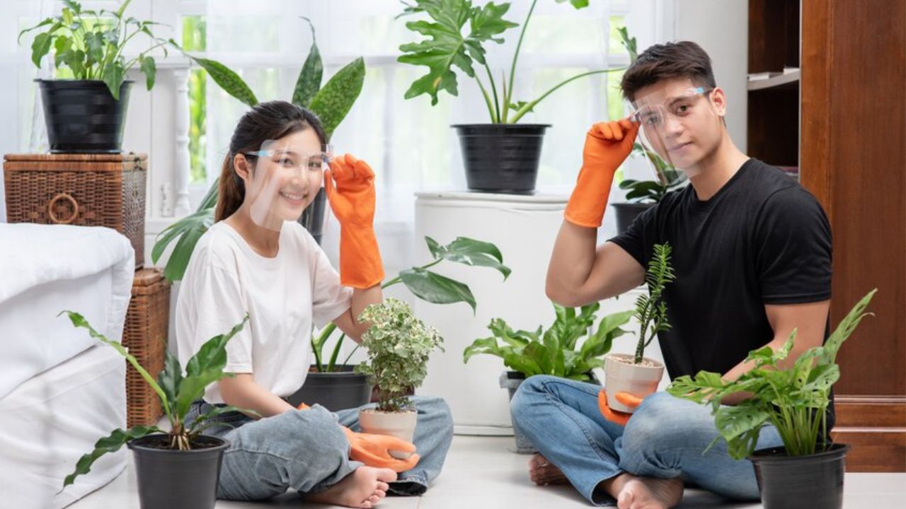 The Indoor Plant Care